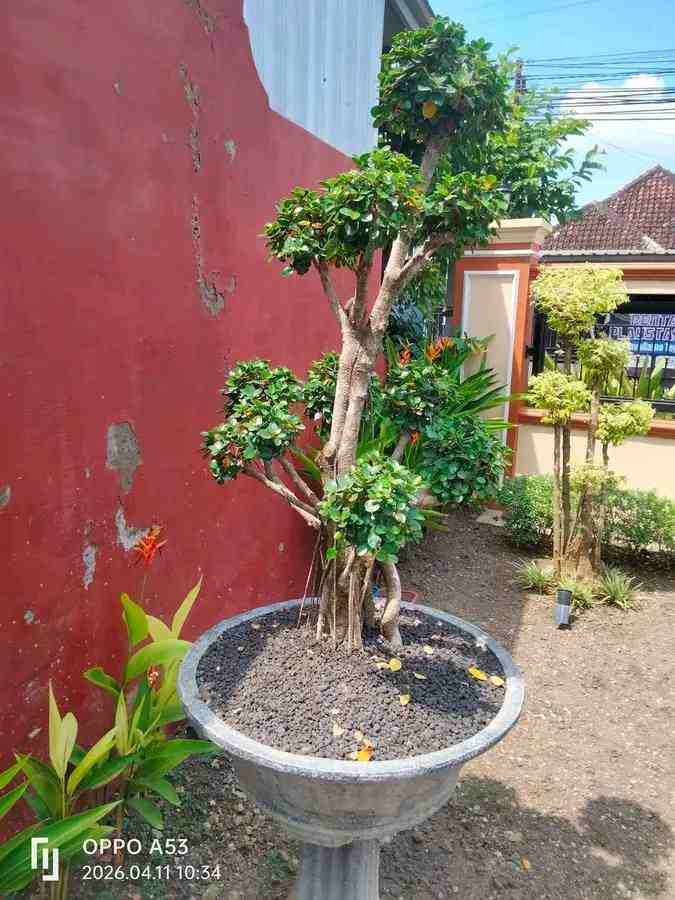 Bonsai Serut